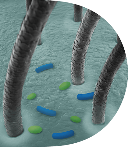 microbioom Onevenwicht
